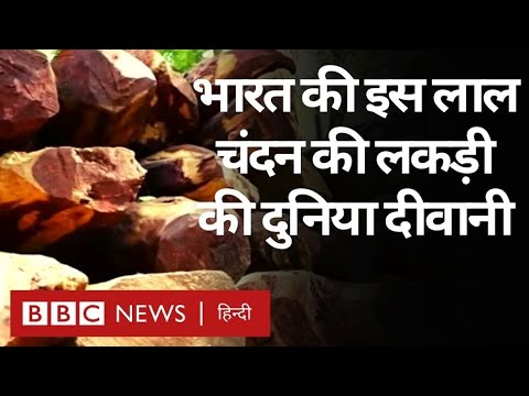 Red Sandalwood Forest: लाल चंदन की लकड़ी Andhra Pradesh के