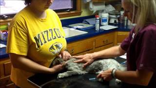 Task 37 Subcutaneous Injection Cat x264