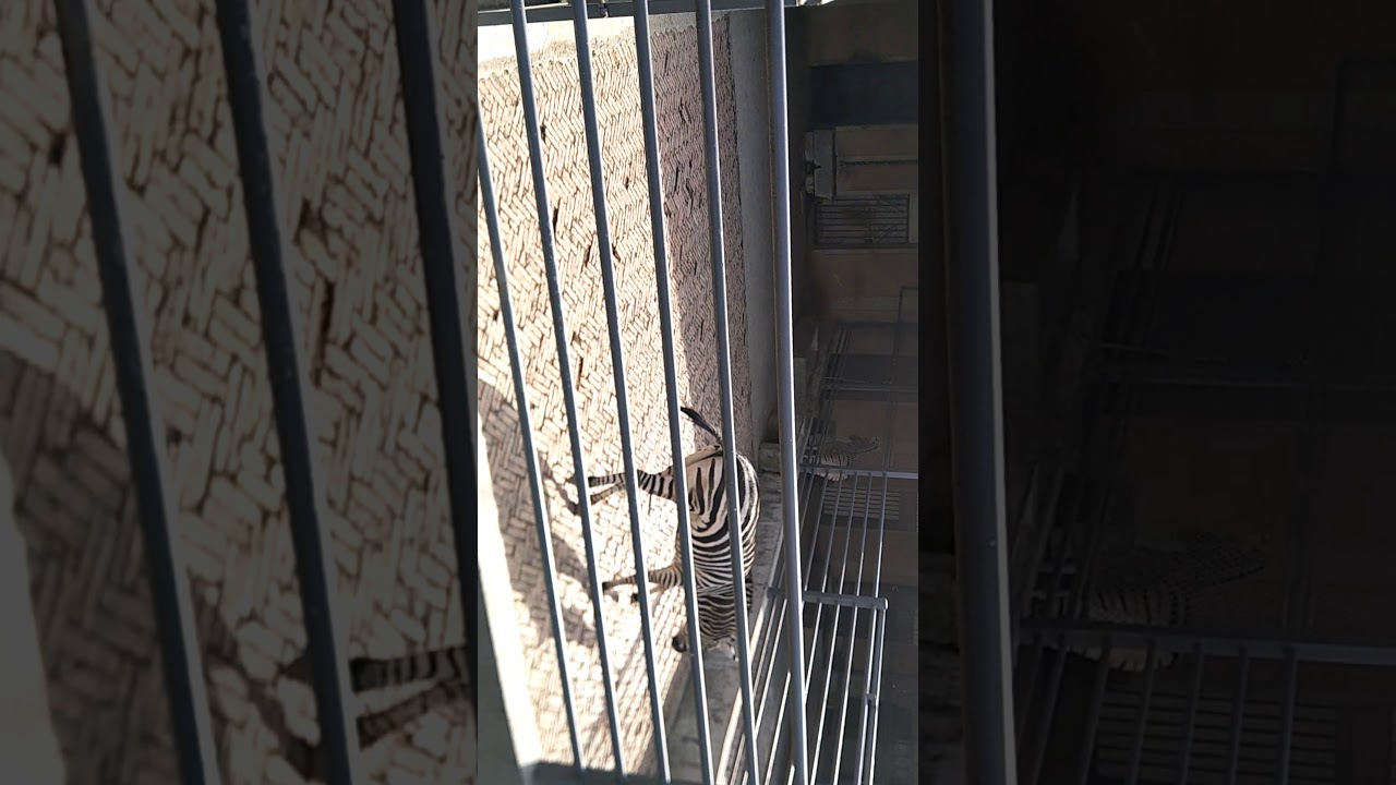 Zebra could not stop running and camel took a pee in xuzhou