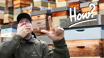 How Did This Hive Get So Huge? Demaree Method Explained & Applied