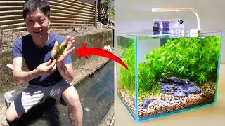 no need money to collecting aquatic plant and guppy in wild, DIY aquascaping fish tank