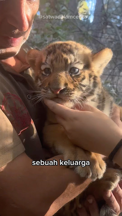 Little Tiger Alone🐯