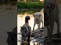 This Dog’s Reaction to the Cat Will Shock You 🐶🐱