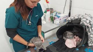 Russian Blue kittens  First Vet Visit