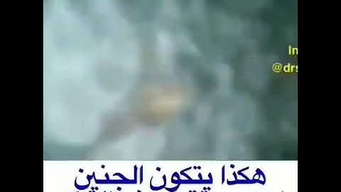 هكذا يتكون الجنين اسمع دقة وصف القرآن الكريم