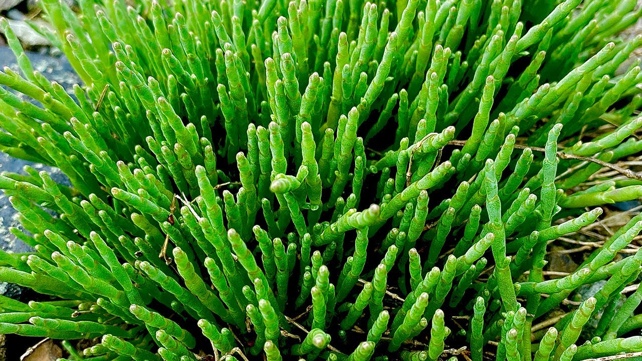 Sea Asparagus (Salt Substitute) Cork Top