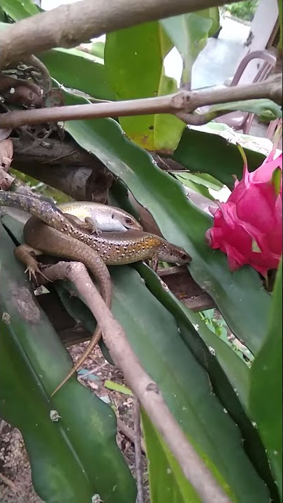 Kadal Kampung Kawin
