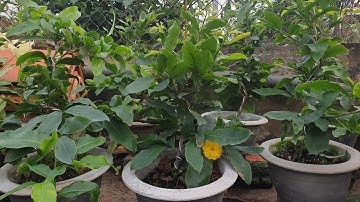 Mai kem, cúc thọ hương, cúc vip, cúc vạn thọ, 4 long 60-120k! Mua 5 bao ship 10 tặng 1! 0963.210.936