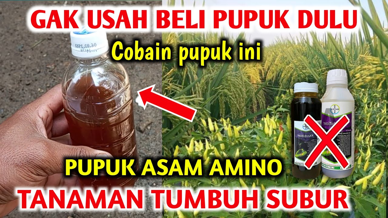 Секрет удобрения растений. Как сделать аминокислотное удобрение.