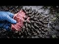 The Bizarre Farms Making MILLIONS: Flesh-Eating Snails &amp; Mutant Frogs