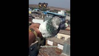 pigeon lover || kabootar lover ??pigeon kabootarbazi pigeonlover