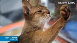 Выставка кошек — 2017 Выставка кошек — 2017