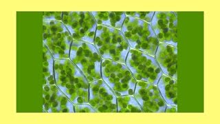 Miniatura de vídeo de "Fotosynthese-Song"