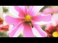 風と落葉と旅びとと　風がはこぶもの　【cover】