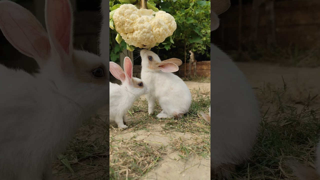 Bunny||Rabbit ||Bunny Blissful 