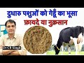 दुधारु पशुओं को गेहूँ का भूसा खिलाने के फ़ायदे या नुक़सान ? | Dairy Ustaad | Dr CB Singh