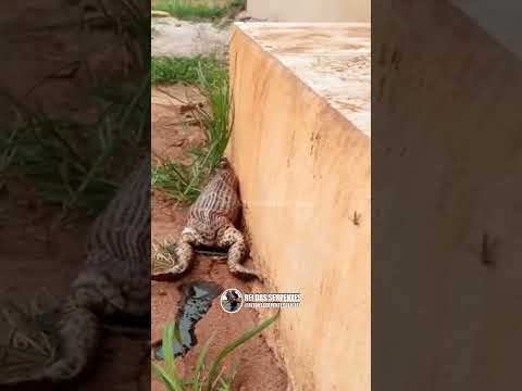 Sapo cururu virou lanche de cobra BOIPEVA! #video