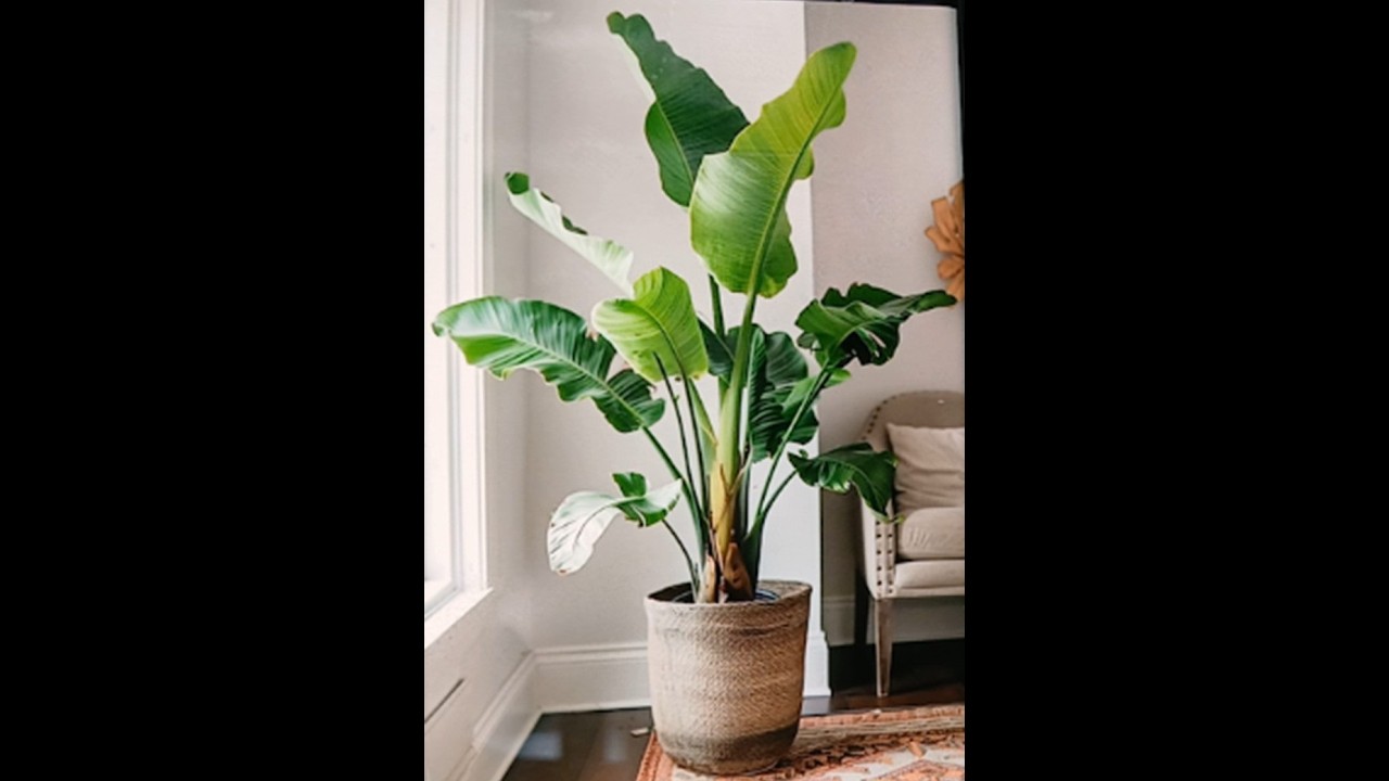 어반스케치_백설-2026-002