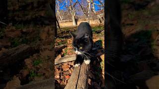 Wednesday dance scene by cute kitty #wednesday #youtube #cats #catlover #cutecat #dance #pets #meow