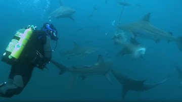 Overboard into Shark Swarm | Deadly 60 Series 2 | BBC Earth