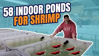 58 Indoor Ponds for Breeding Freshwater Shrimp [10,000+ Gallons]