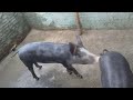 Ração para engorda de porcos/suínos
