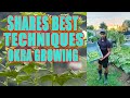 Top Gardening Expert Shares Best Okra Growing Techniques