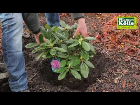 Video: Kaukasischer Rhododendron: Beschreibung, Pflanzung und Pflege