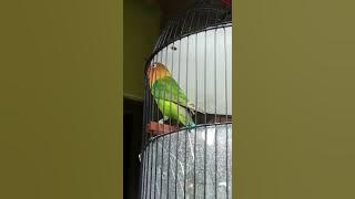 Lovebird ngekek panjang Durasi 6 Menit