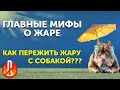 Как защитить собаку летом | Что нельзя делать в жару | Как охладить собаку | Стрижка поможет?