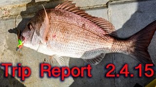 Fishing Rangitoto Island softbaiting for snapper screenshot 5
