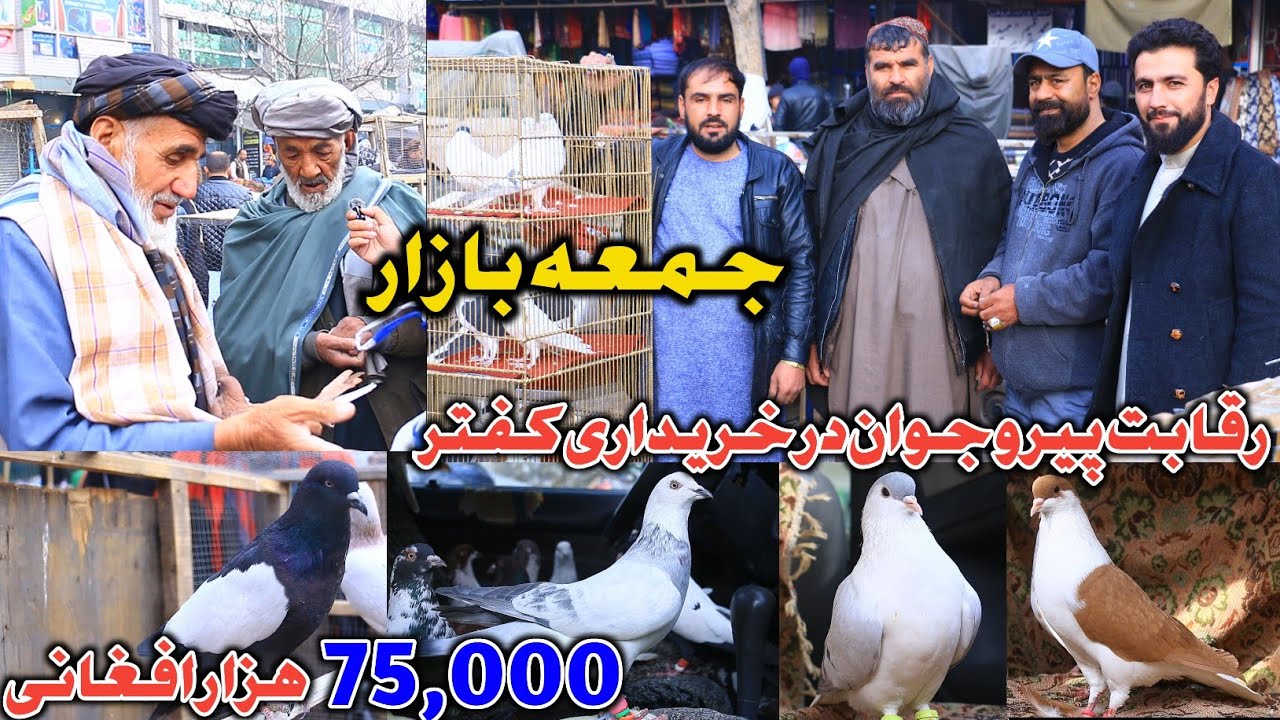 رقابت پیر و جوان در خرید کفتر| جمعه بازار | ناب ترین کفتر ها 75,000 هزار افغانی |خیل جدید دوکان قادر