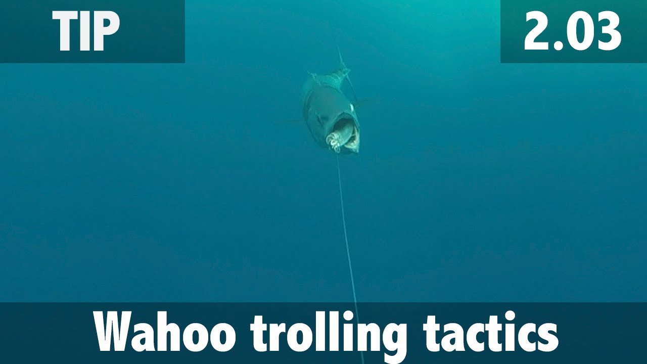 How to Fish for Wahoo Using Slow Trolling Speeds