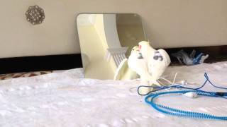 Konuşan Papağan Çiko