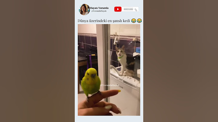 Dünya üzerindeki en şanslı kedi 😂😂