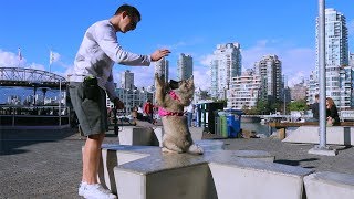 Reinforcing Basic Training for Puppies (E16) #12weekpuppychallenge by Social Puppy 4,103 views 5 years ago 3 minutes, 39 seconds
