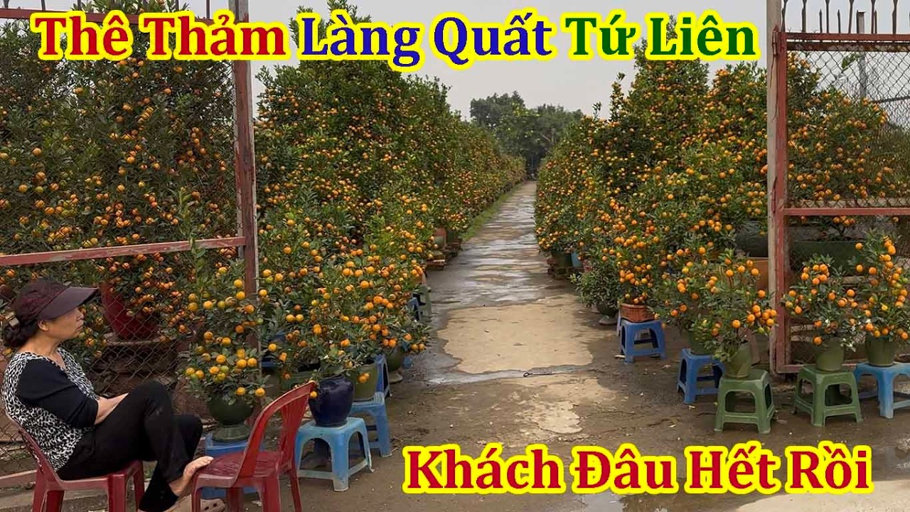 Tết Hà Nội 2026 - Choáng Cảnh Nhà Vườn Còn Ngập Quất Tứ Liên