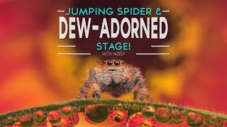 Jumping Spider on Dew-Adorned Stage | Macro Photography Tutorial.