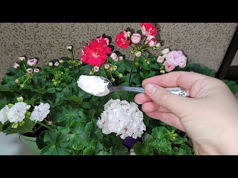 Видео: Срочно НАЛЕЙТЕ в ГЕРАНЬ, чтобы листики не желтели, цветы здоровели и даже слабый цветок оживал