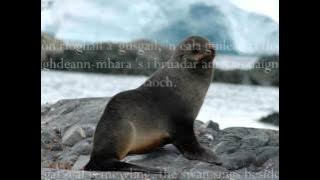 'An Ròn' and  'Ann an Caolas Od Odrum' lyric video //Julie Fowlis