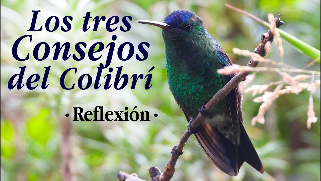 Los tres consejos del colibrí- Reflexión - YouTube