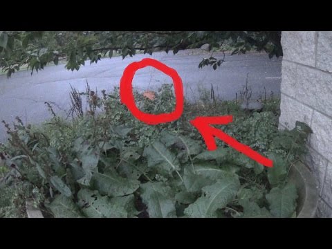 Real Fairy Caught on Tape (Amazing Footage!)