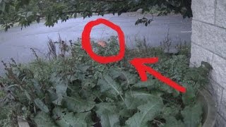 Real Fairy Caught on Tape (Amazing Footage!)
