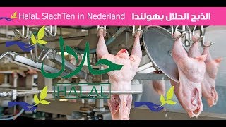 الذبح الحلال بهولندا - HalaL SlachTen in Nederland
