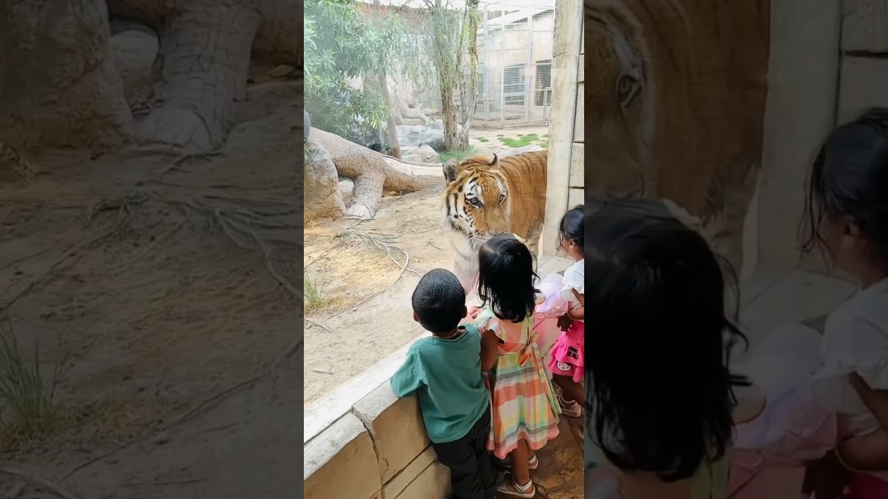 Dubai Zoo 
