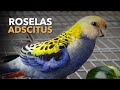 Criação de ROSELA ADSCITUS | Criadouro de Aves Exóticas | #PRÓ