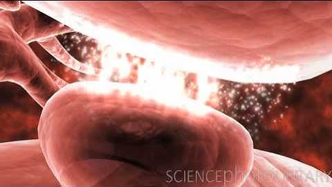 Visualisation of a Brain Cell Synapse