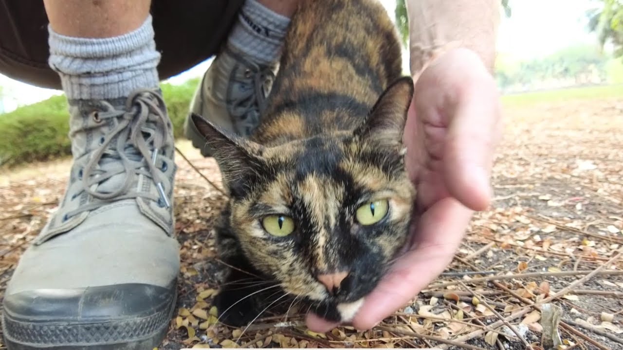 Shellcat Tortoise shell cat with beautiful eyes loves petting and scratches ...