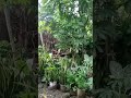 hujan membawa berkah#shorts
