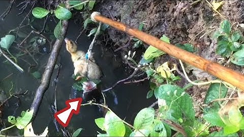 nhấp cá lóc bằng vịt con, chiêm ngưỡng các pha bay táp đẹp mắt đẳng cấp, ổ đen mới nở cận cảnh